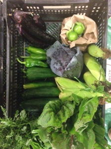 A typical share: 1 bunch of red chard, 6 corn, 1 bag of tomatillo, 1 red cabbage, 6 Japanese eggplant, 5 pimiento, 6 cucumber, Chrysanthemum greens, 1 romaine lettuce. All for only $25!!!